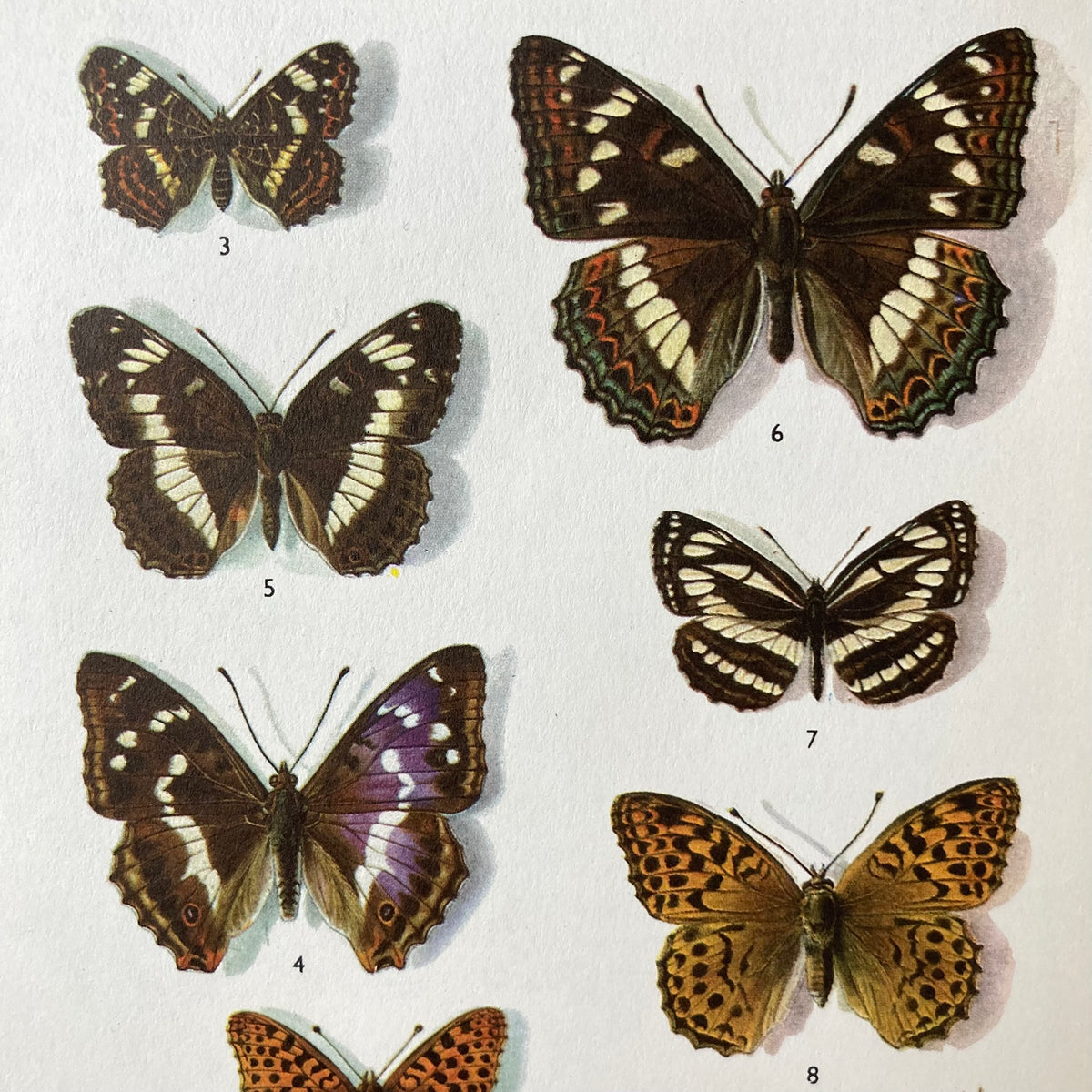 1970s British Butterflies Mounted Print ~ 10 x 12"