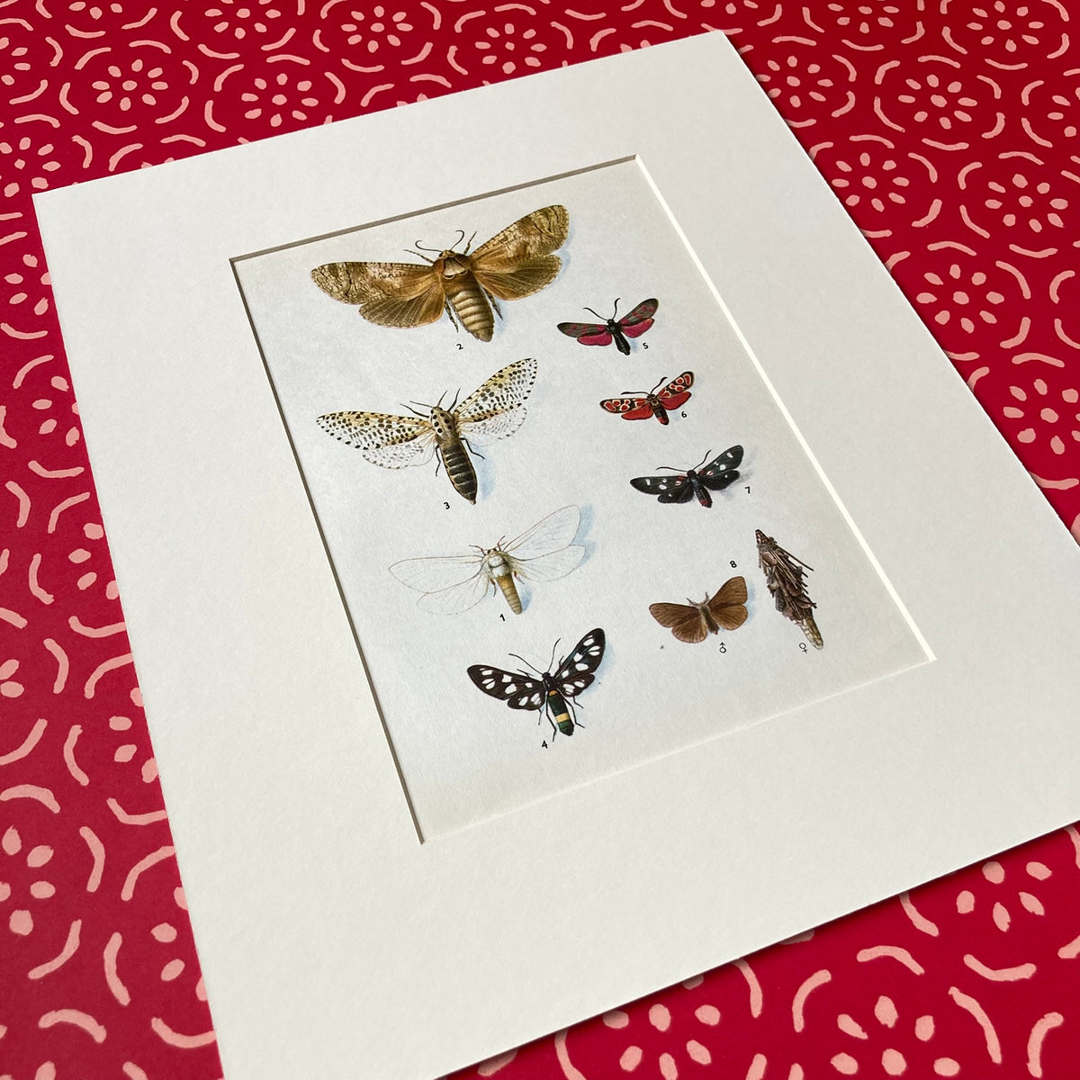 1970s Spotted Moths Mounted Print ~ 10 x 12"