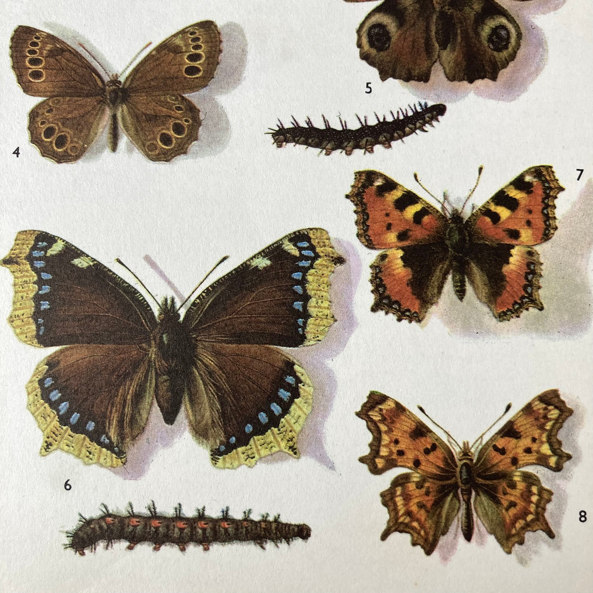 1970s British Butterflies Mounted Print ~ 10 x 12"