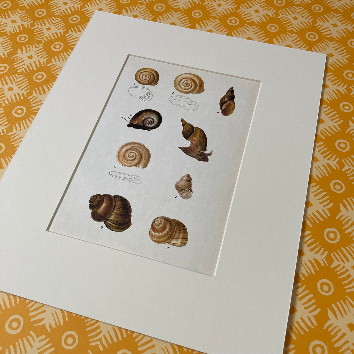 1970s Garden Pond Snail Mounted Print ~ 10 x 12"