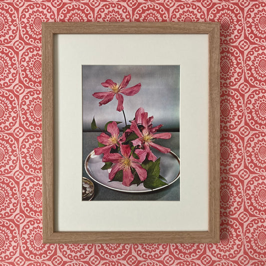 1960s Pink Clematis Mounted Print ~ 11 x 14"