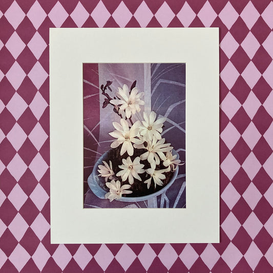 1960s White Magnolia Mounted Print ~ 11 x 14"