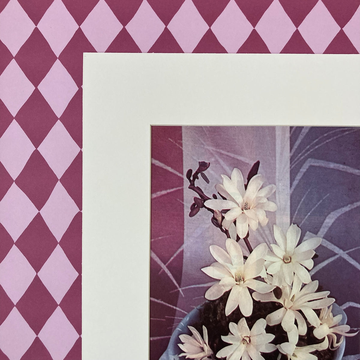 1960s White Magnolia Mounted Print ~ 11 x 14"
