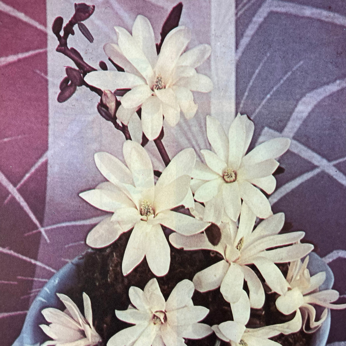 1960s White Magnolia Mounted Print ~ 11 x 14"