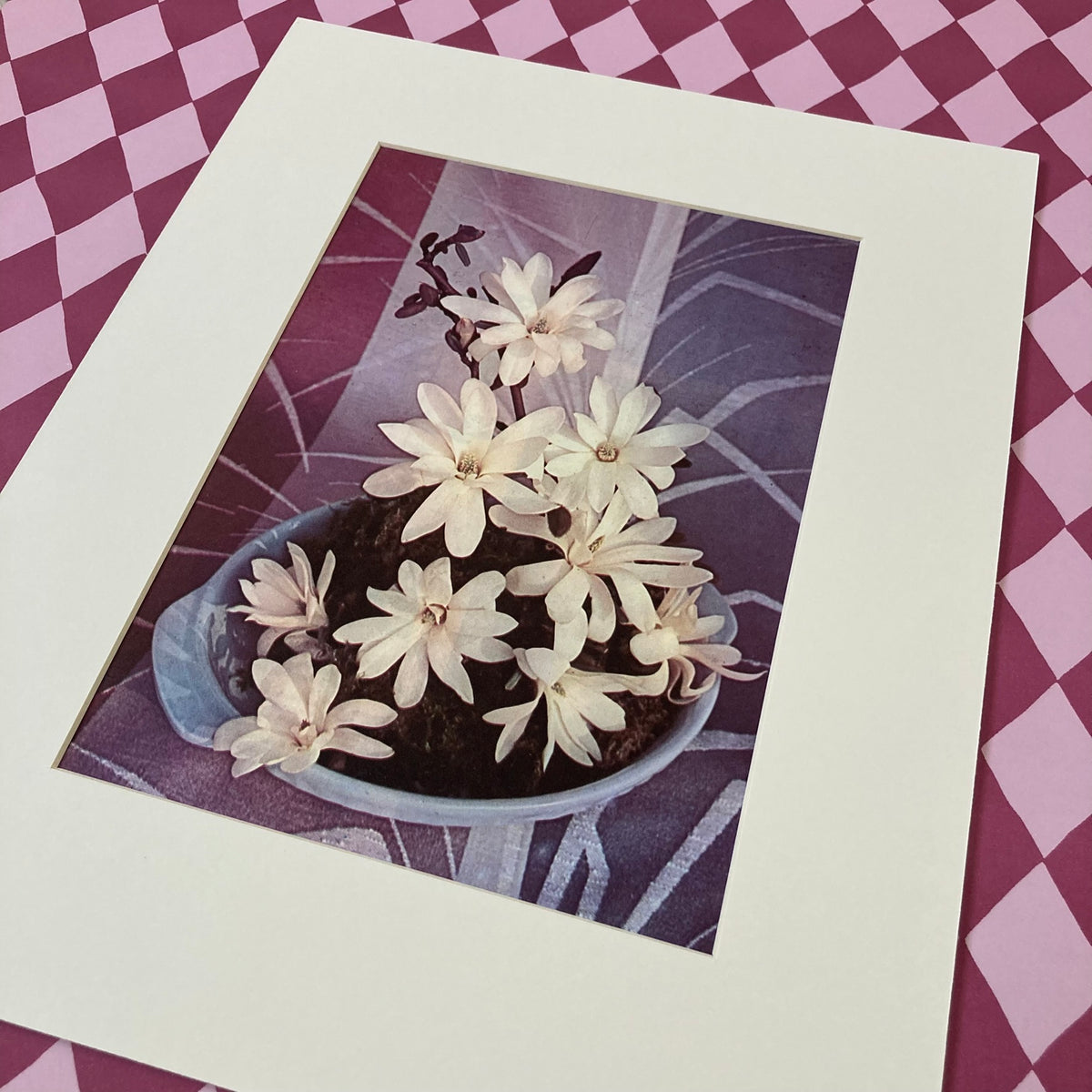 1960s White Magnolia Mounted Print ~ 11 x 14"