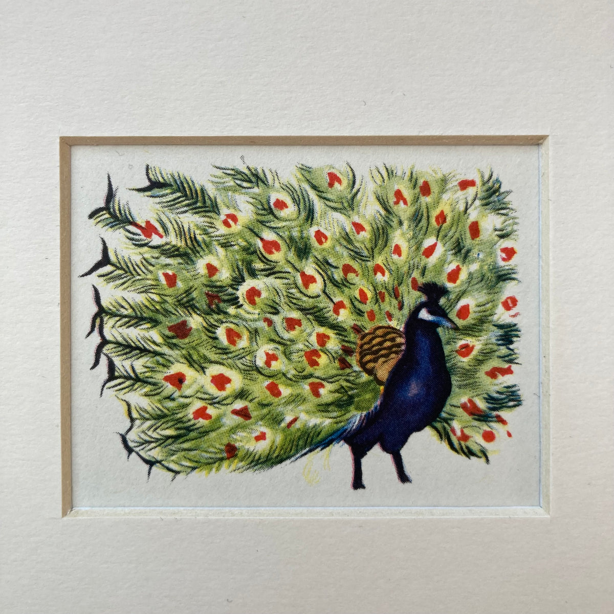 1950s Peacock Mounted Print ~ 8 x 6"