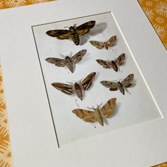 1970s Hawk Moths Mounted Print ~ 10 x 12"