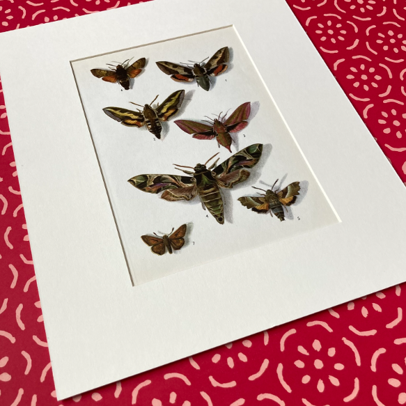 1970s Sphinx Moths Mounted Print ~ 10 x 12"