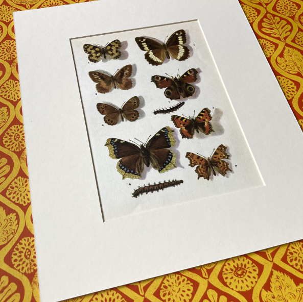 1970s British Butterflies Mounted Print ~ 10 x 12"